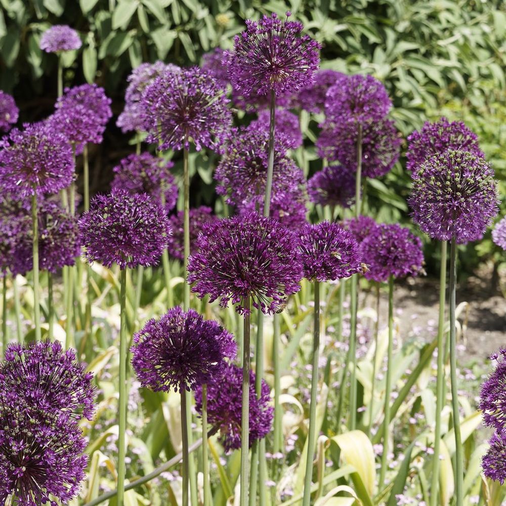 Ail d'ornement 'purple sensation' bulbe calibre 12+ (par 5)