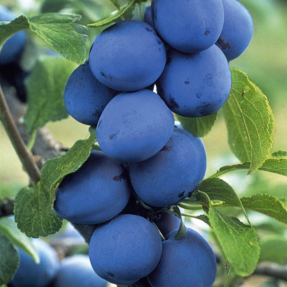 Prunier opal - la pièce en racine nue / gobelet de 2 ans