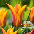 Tulipa vendee globe - bulbes de tulipes x15 - bulbes à fleurs pour jardin, terrasse ou balcon