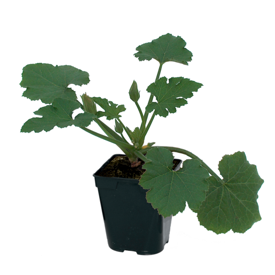 Plant de courgette blanche lorea f1 pot 0,5 l
