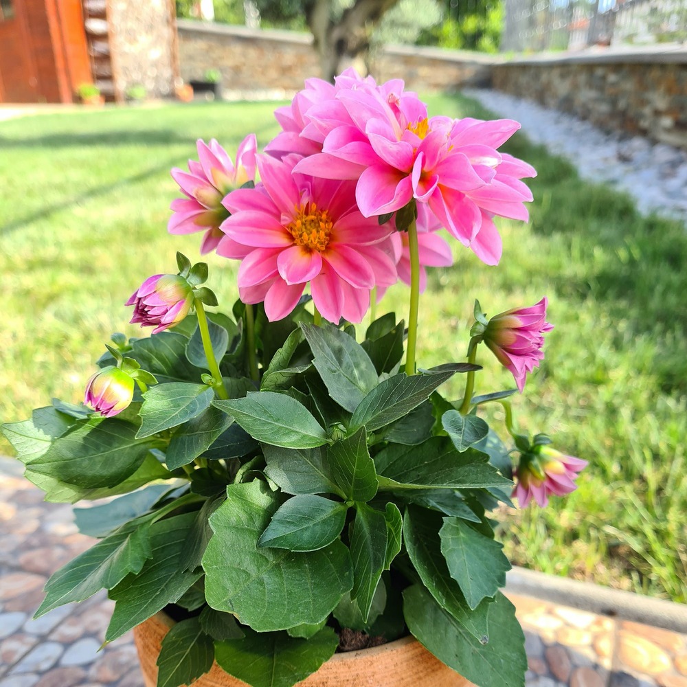 Dahlia rose - le pot / ø 10,5cm
