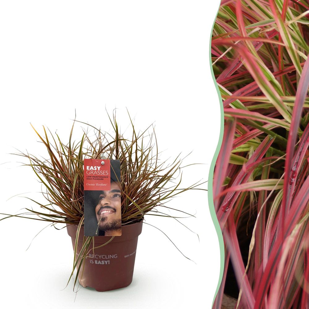 Laîche rouge 'everflame' - pot 17 cm - hauteur 50 cm