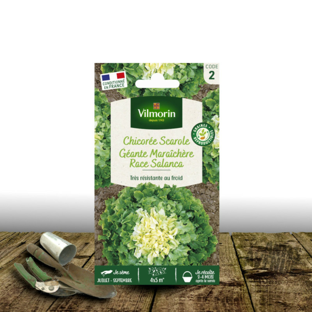 Graines de chicorée scarole géante maraîchère race salanca - vilmorin sachet