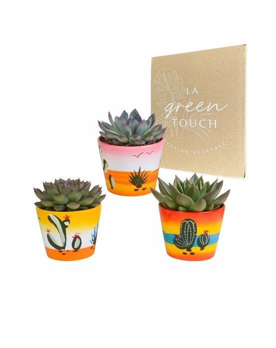 Trio d'echeveria et leurs caches-pots h15cm