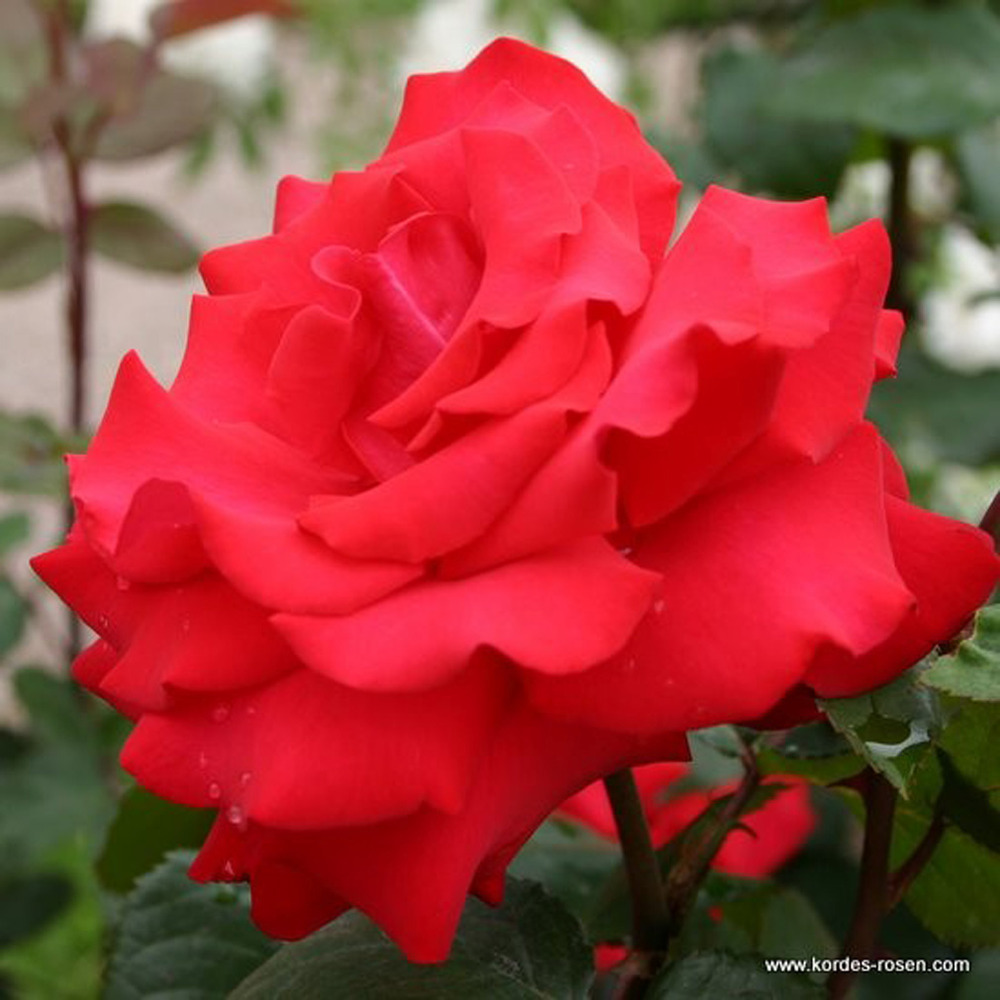 2 x kordes eleganza® rosier - rosa 'grande amore'®