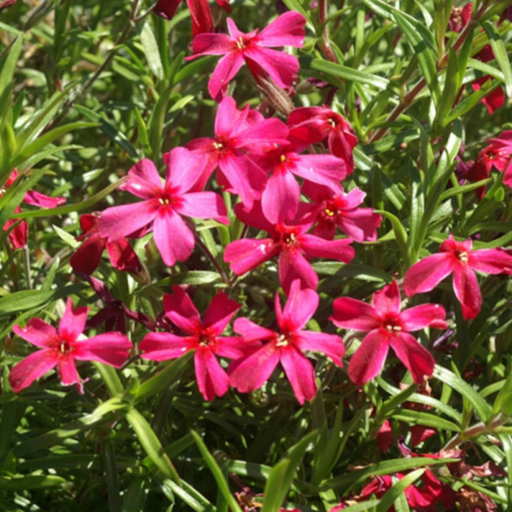 Phlox nain scarlet flame, phlox mousse lot de 5 godets