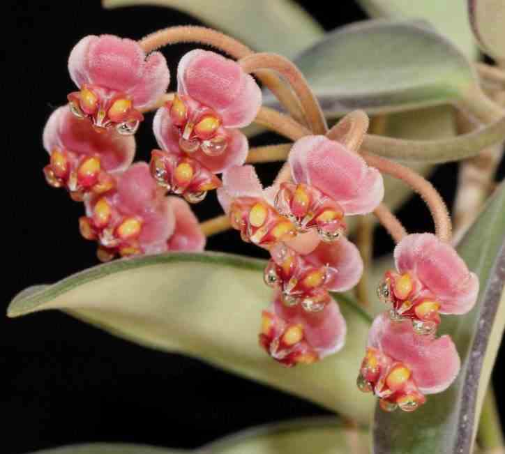 Hoya anncajanoae (fleur de porcelaine, fleur de cire)   rouge - taille pot de 2 litres - 20/40 cm