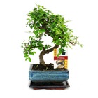 Orme chinois bonsaï - ulmus parviflora - env. 6 ans