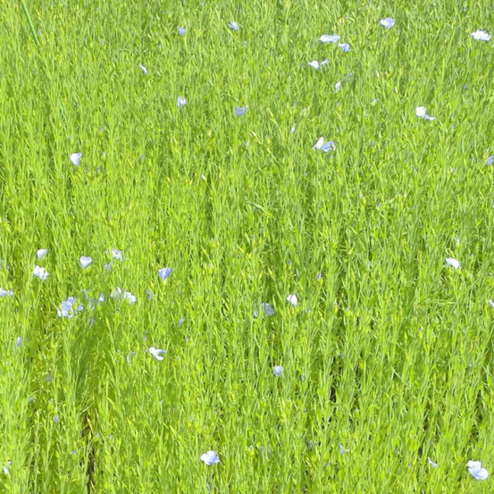 Lin vivace lot de 5 godets