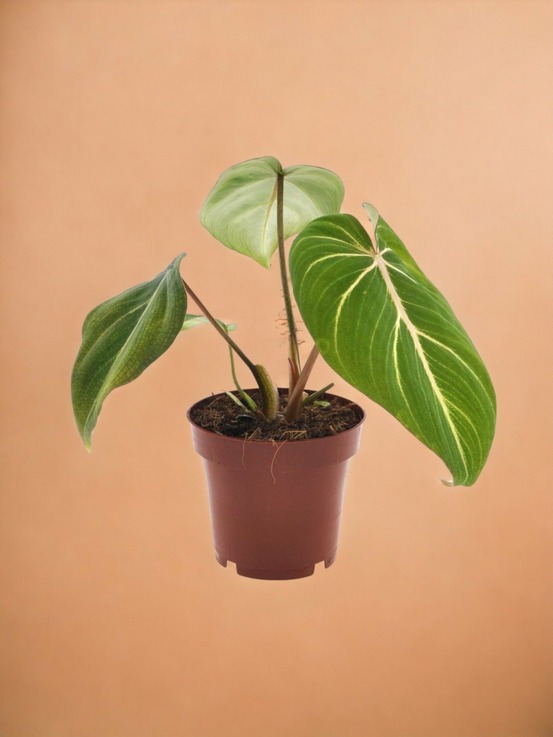 Philodendron selloum atom