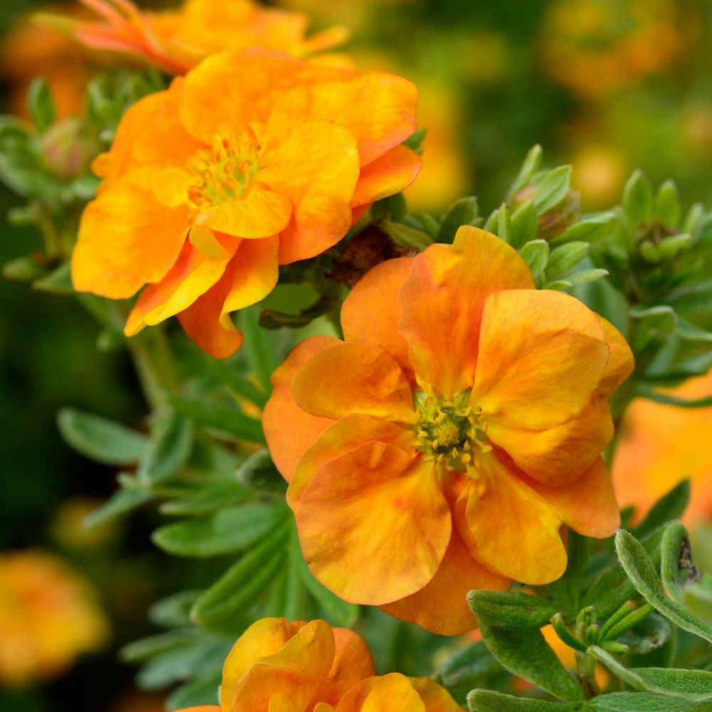 Potentille arbustive double punch® tango 'minora07', potentilla pot de 1,5l - 20/50 cm