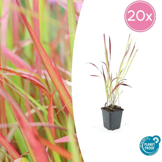 Imperata herbe sanglante 'red baron' x20 – entre 1,25 et 1,67m2