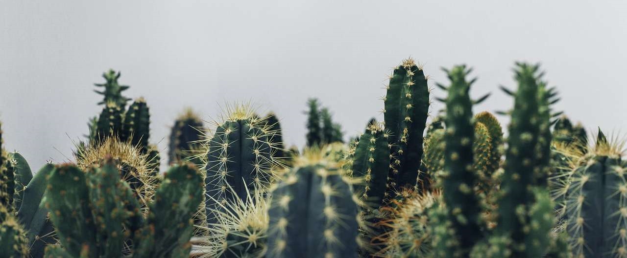 variété cactus
