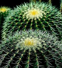 choisir cactus