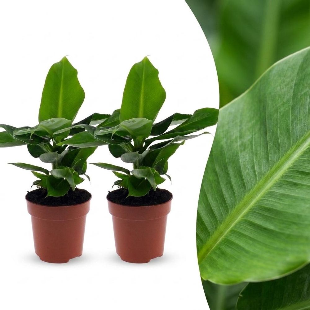 Musa oriental dwarf - bananier nain oriental - pot de 12cm - plantes d'intérieur
