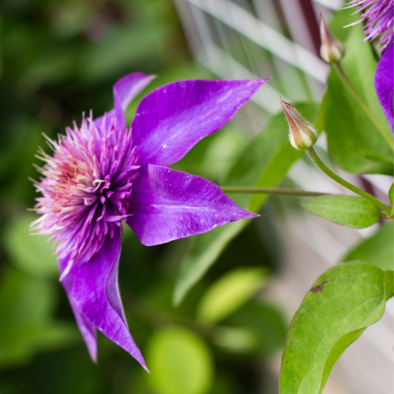 Clematite - clematis viticella 70cm