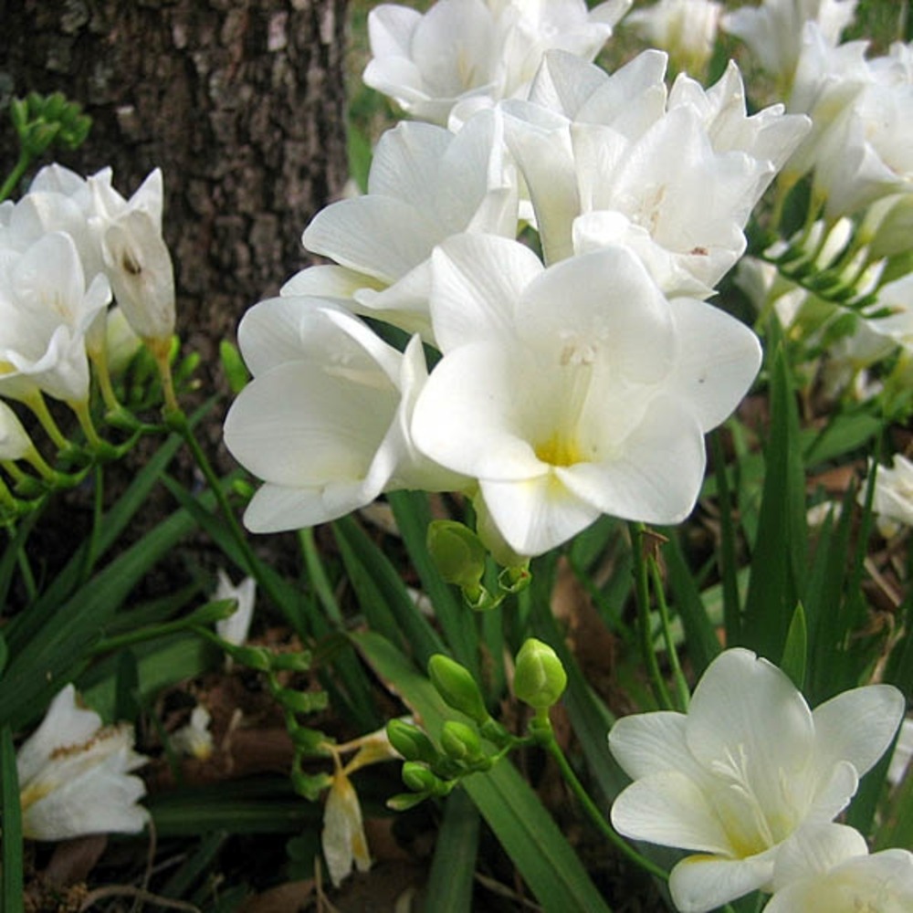 Freesia 'simple blanc' bulbe calibre 5+ (par 20)