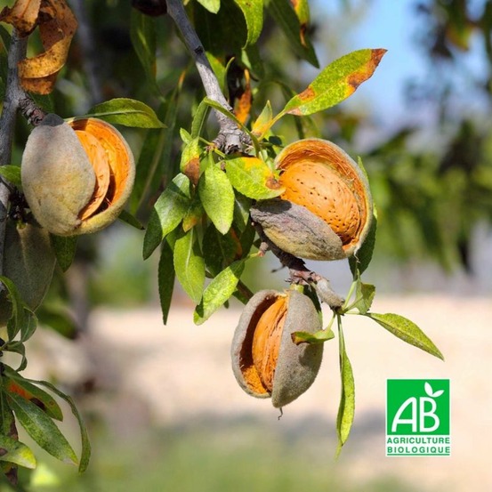 Amandier 'Ai' BIO…