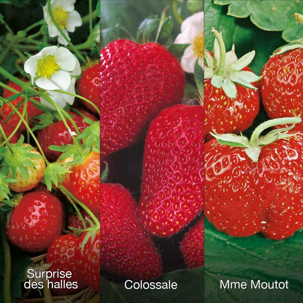 Offre speciale fraisiers - 60 plants