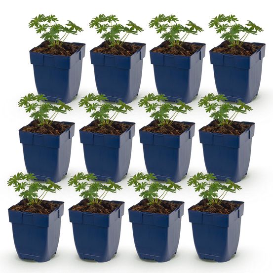 Géranium sanguin blanc album - 12 plants - h 15-25 cm, pot ø11 cm