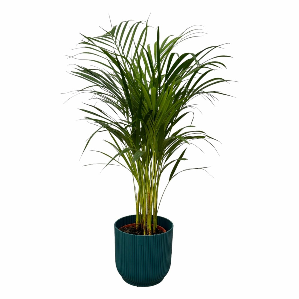 Grand palmier areca et son pot - hauteur 85cm