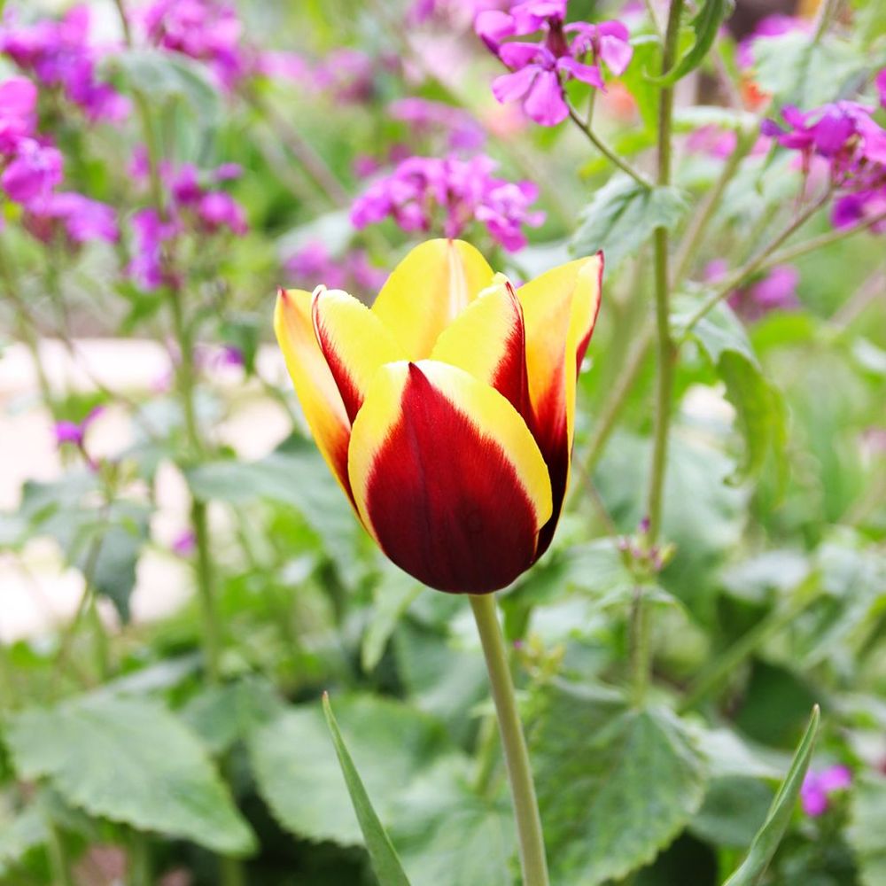 Tulipe triomphe 'gavota' bulbe calibre 12+ (par 10)