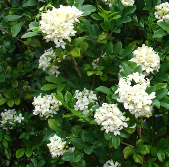 Murraya paniculata (buis de chine, bois jasmin, oranger jasmin) pot de 25l - 180/200cm