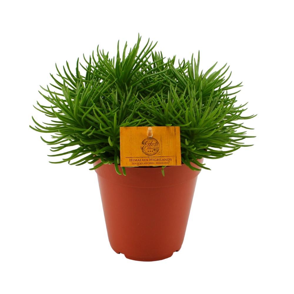 Senecio himalaya h25cm - plante grasse d'intérieur