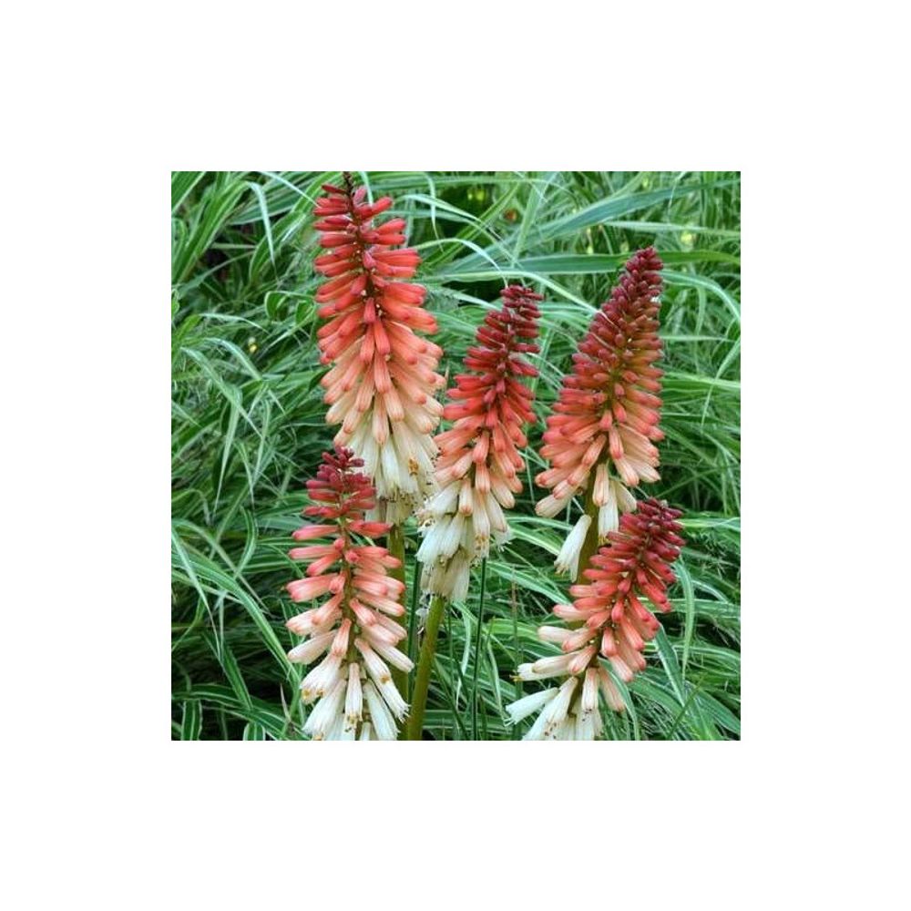 Kniphofia, tison de satan orange vanilla popsicle® pot de 4l - 40/60 cm