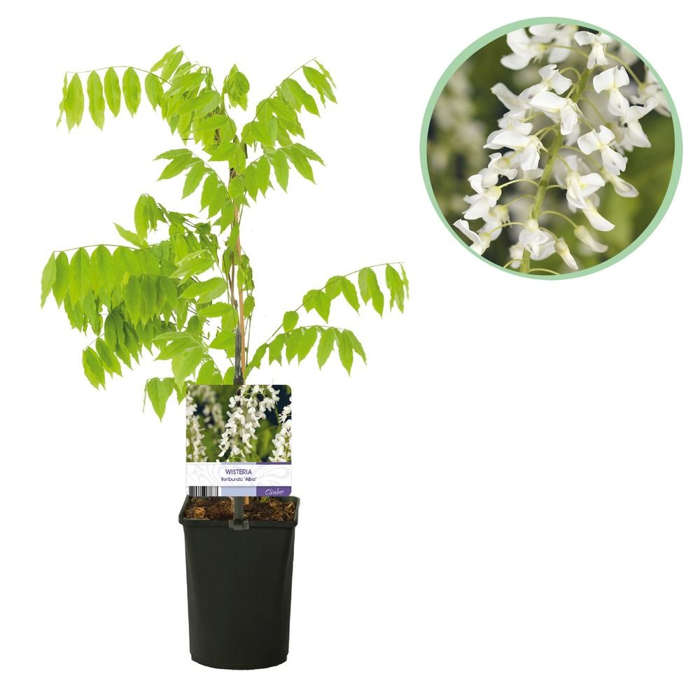 Glycine 'alba' - pot 11 cm - hauteur 40 cm