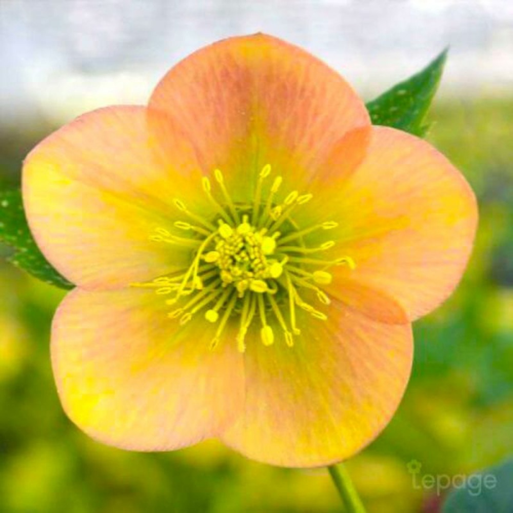 2 Hellébores Orientale ou Rose De Noël 'Ap…