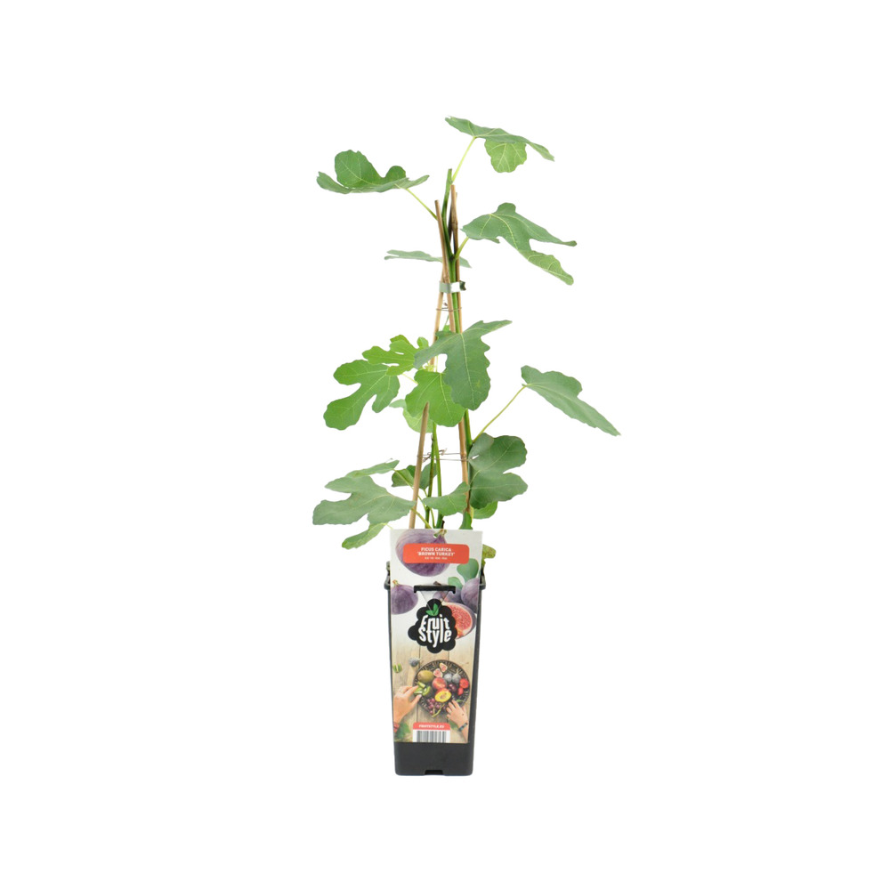 Ficus carica 'brown turkey' - figuier - arbres fruitiers - ⌀14 cm - hauteur 60-70cm