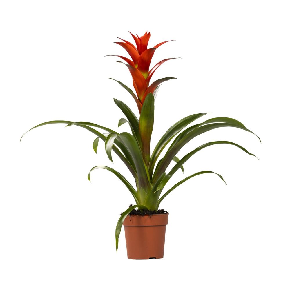 Guzmania ostara - ø12cm - ↕45cm - plantes d'intérieur