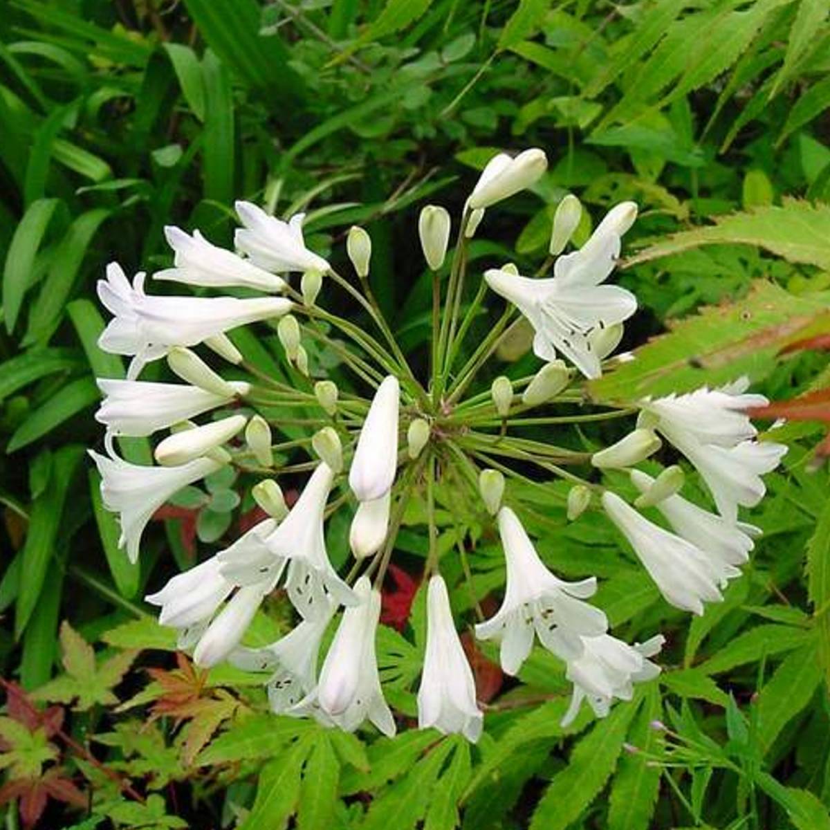 Agapanthe umbellatus blanche/agapanthus umbellatus blanche[-]pot de 9 l - 20/60 cm