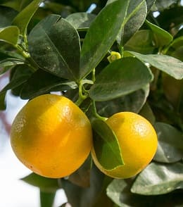 fruits calamondin