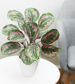 calathea maladie