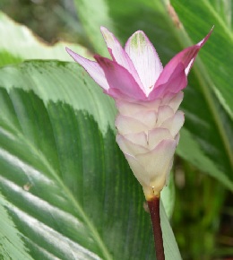 calathea plante