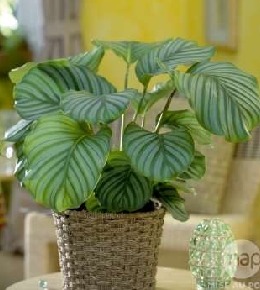 calathea plante