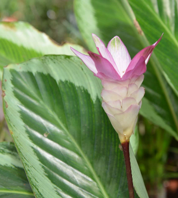 fleur calathea