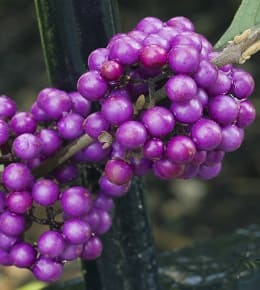 plantation callicarpa