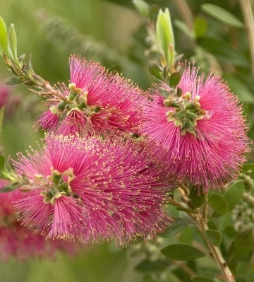 entretien callistemon rose