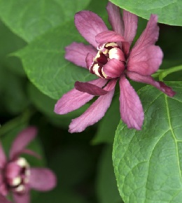 calycanthus arbre