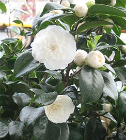 camelia blanc