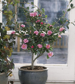 pot camelia