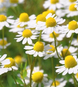 Camomille romaine et allemande : plantation, culture et récolte