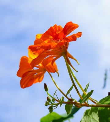 variétés de capucine