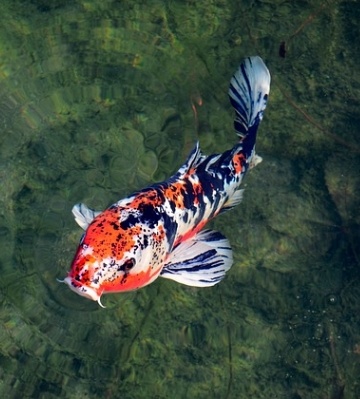 carpe koi