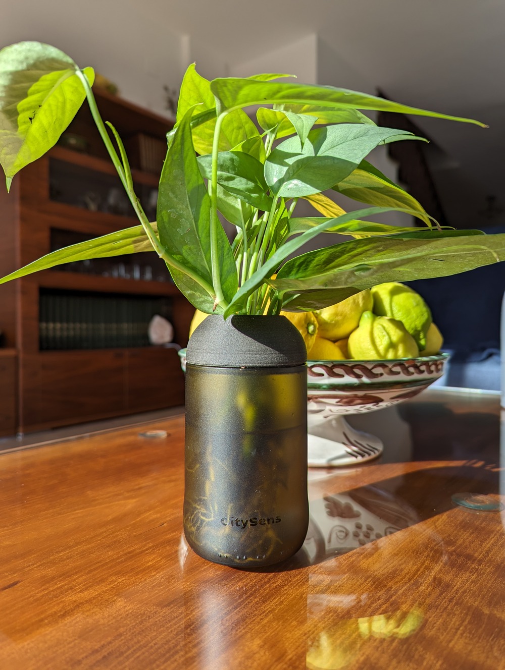 Pot transparent ambrée et ébène, avec plante