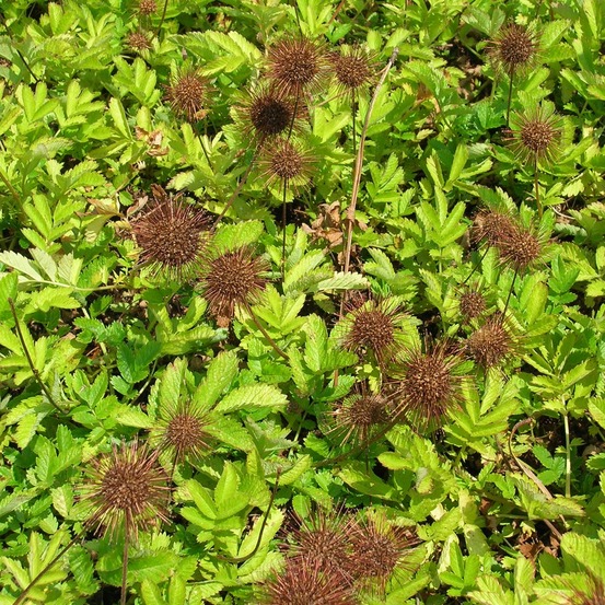 Lampourde de magellan pot de 2l/3l