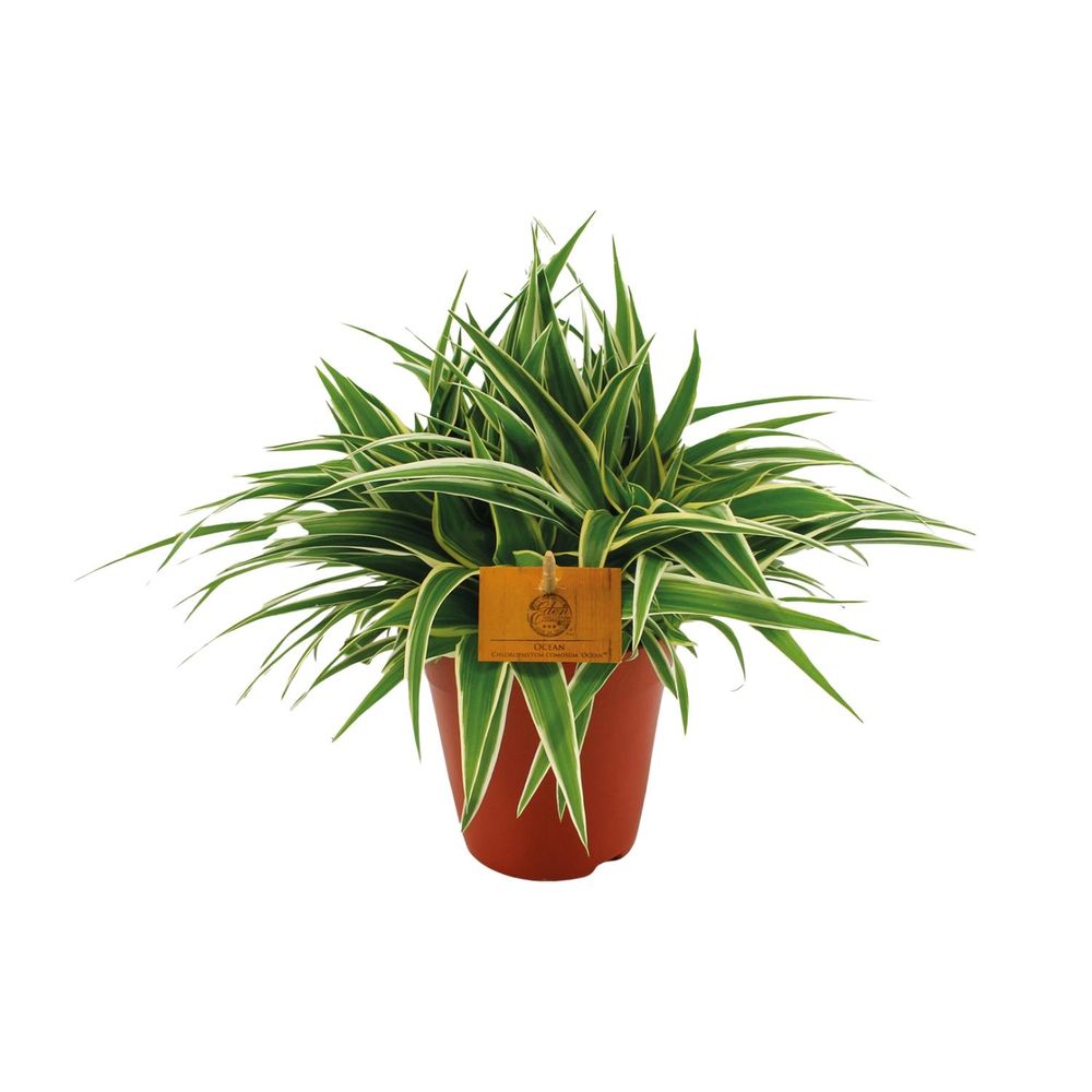 Chlorophytum ocean - ø15cm - ↕25cm - plantes d'intérieur